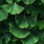 Ginkgo biloba · < 1 %