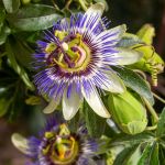 Passiebloem