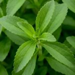 Stevia