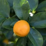 Natuurlijk chinotto, alsem- & rabarberaroma